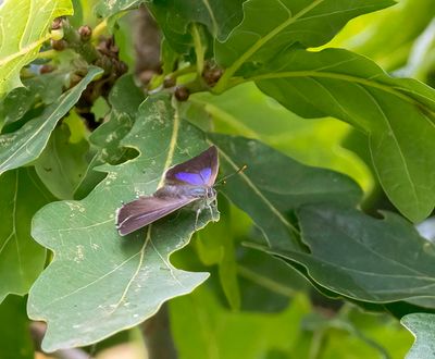 Purple Hairstreak (Favonius quercus) female)