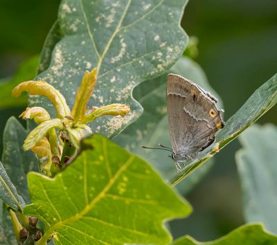 Purple Hairstreak (Favonius quercus)