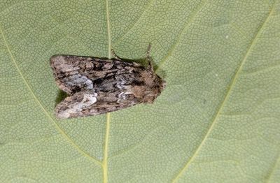 Marbled Minor (Oligia strigils)