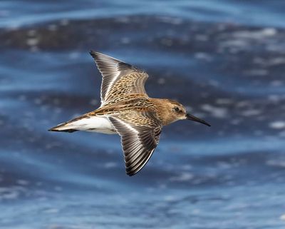 Dunlin (juvenile)