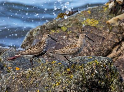 Dunlin (adult and juvenile)