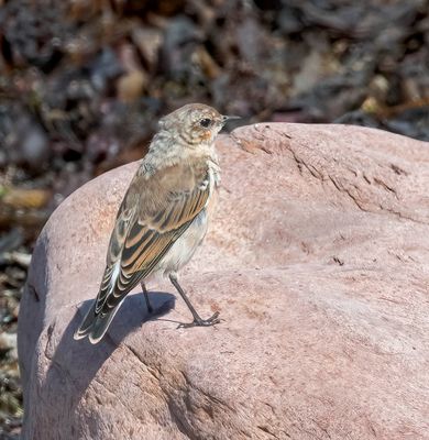 Wheatear (juvenile)