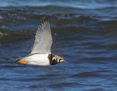 Turnstone