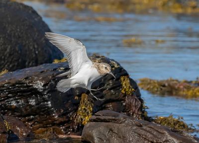 Sanderling