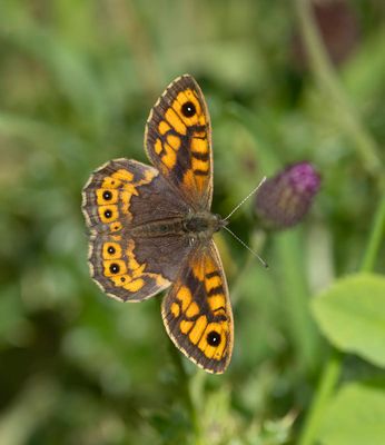 Wall Brown male (Lasiommata megera)