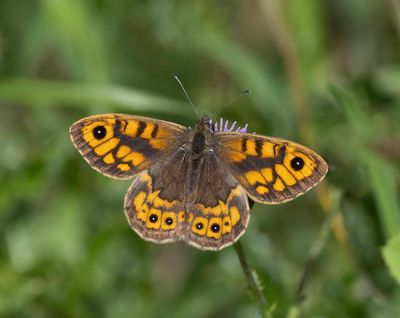 Wall Brown male (Lasiommata megera)