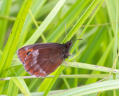Scotch Argus (Erebia aethiops)