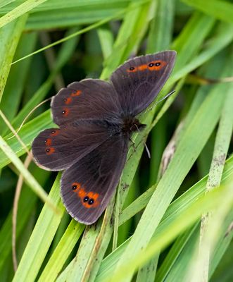 Scotch Argus (Erebia aethiops)