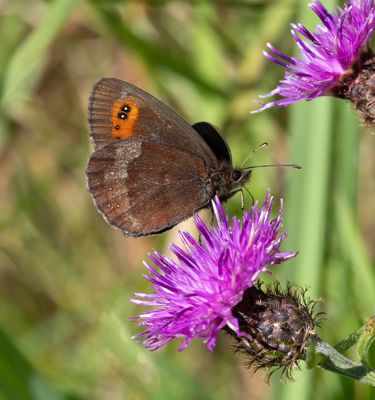 Scotch Argus (Erebia aethiops)
