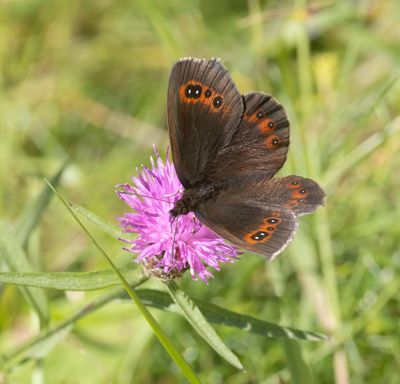 Scotch Argus (Erebia aethiops)