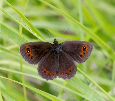 Scotch Argus (Erebia aethiops)