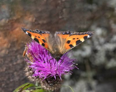Small Tortoiseshell (Aglais urticae)