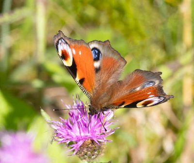Peacock (Inachis io)
