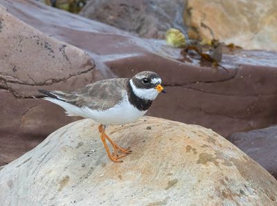 Ringed Plover