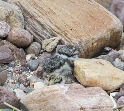 Ringed Plover chicks