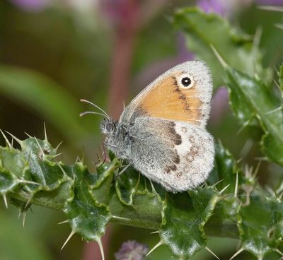 Small Heath (Coenonympha pamphilus)