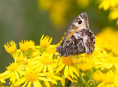 Grayling (Hipparchia semele)