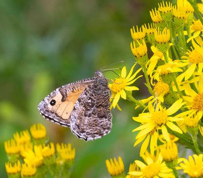 Grayling (Hipparchia semele)