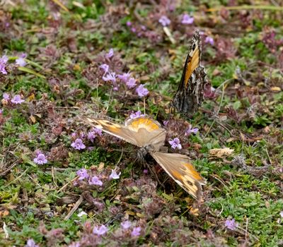 Grayling (Hipparchia semele)
