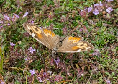 Grayling (Hipparchia semele)