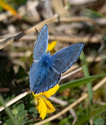 Common Blue (Polyommatus icarus)