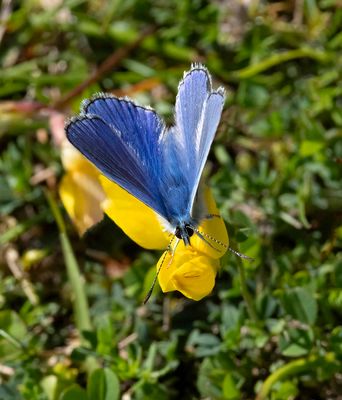 Common Blue (Polyommatus icarus)