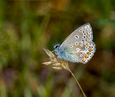 Common Blue (Polyommatus icarus)