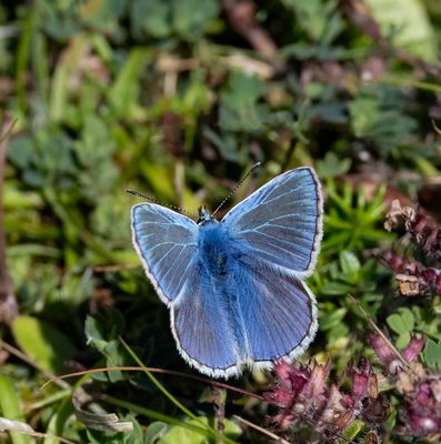 Common Blue (Polyommatus icarus)