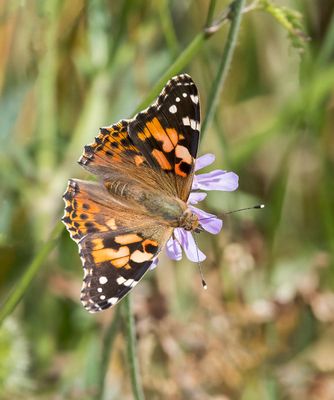 Painted Lady (Vanessa (Cynthia) cardui)