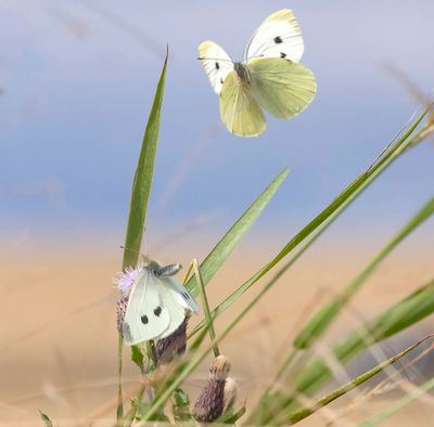 Large White (Pieris brassiciae)