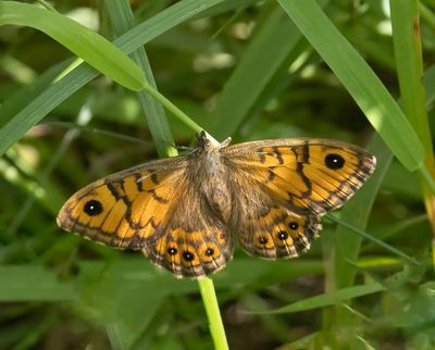 Wall Brown female (Lasiommata megera)