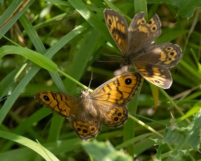 Wall Brown (Lasiommata megera)
