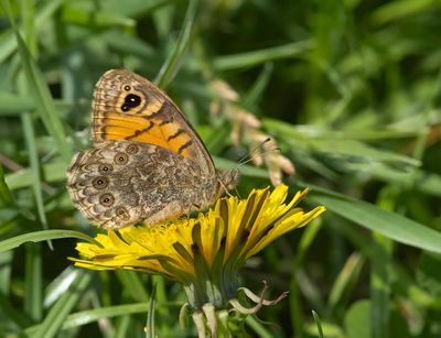Wall Brown (Lasiommata megera)