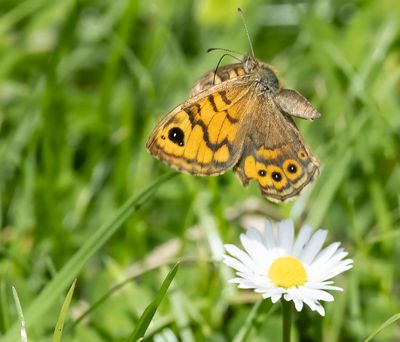 Wall Brown (Lasiommata megera)