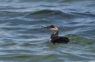 Guillemot