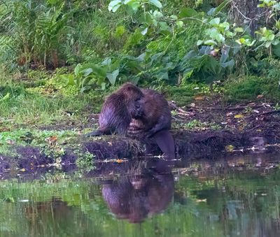 Beaver (European)