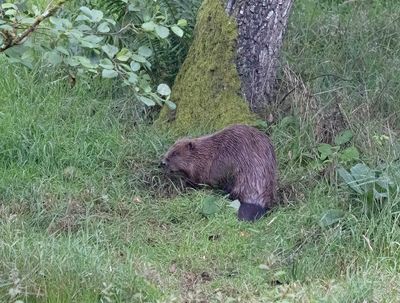Beaver (European)