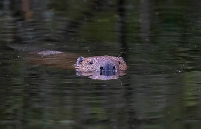 Beaver (European)