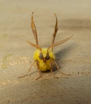 Canary-shouldered Thorn (Ennomos alniaria)