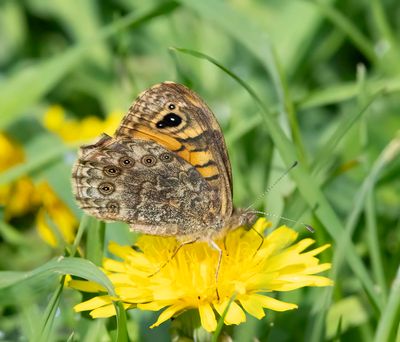 Wall Brown (Lasiommata megera)