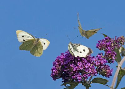 Large White (Pieris brassiciae)