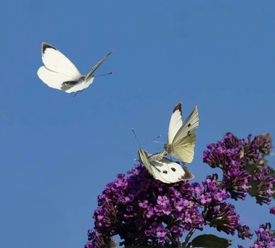 Large White (Pieris brassiciae)