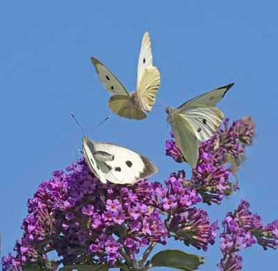 Large White (Pieris brassiciae)