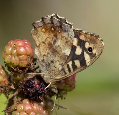 Speckled Wood (Pararge aegeria)