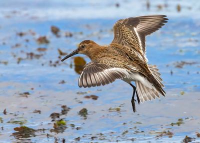 Dunlin (juvenile)