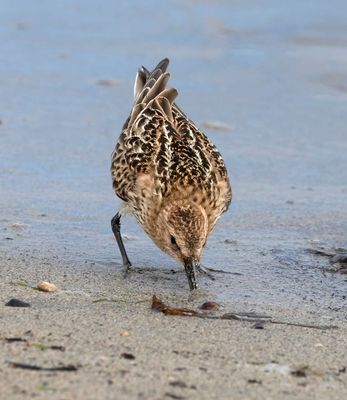 Dunlin (juvenile)