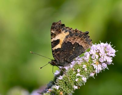 Small Tortoiseshell (Aglais urticae)