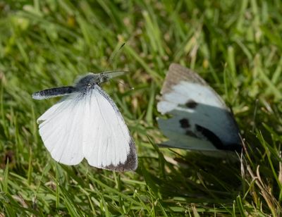Large White (Pieris brassiciae)