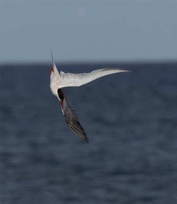 Common Tern