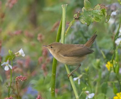 Reed Warbler